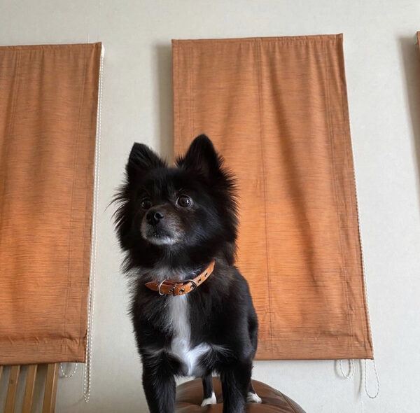 Niziu(ニジュー)のマヤ(勝村摩耶)の実家・出身地は？気になる地元はどこ？