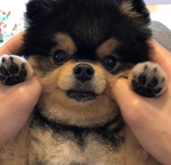 BTS(防弾少年団)V(テテ/ヴィ)は犬好きで実家でも飼っていた？犬の名前はなに？