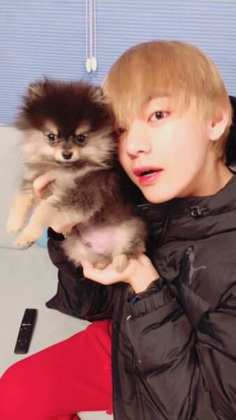 BTS(防弾少年団)V(テテ/ヴィ)は犬好きで実家でも飼っていた？犬の名前はなに？