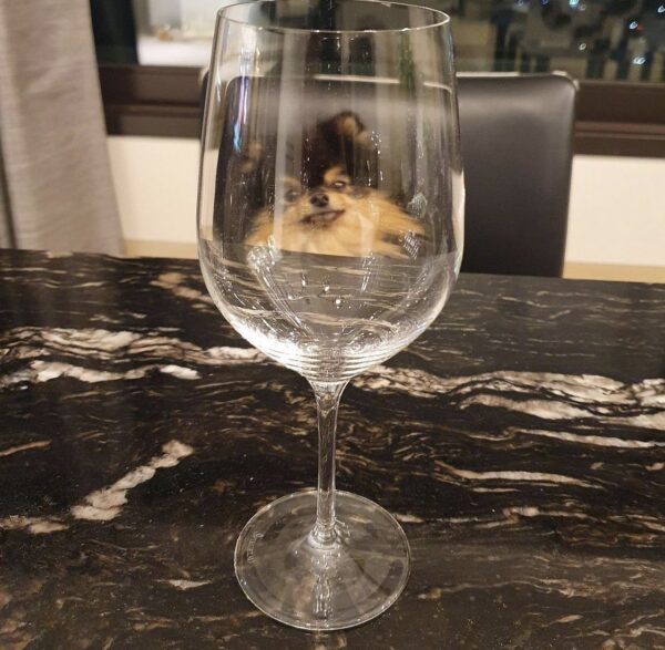 BTS(防弾少年団)V(テテ/ヴィ)は犬好きで実家でも飼っていた？犬の名前はなに？