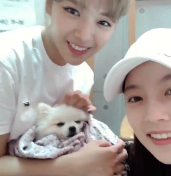 TWICE(トゥワイス)の愛犬・ペットの名前や犬種の一覧!