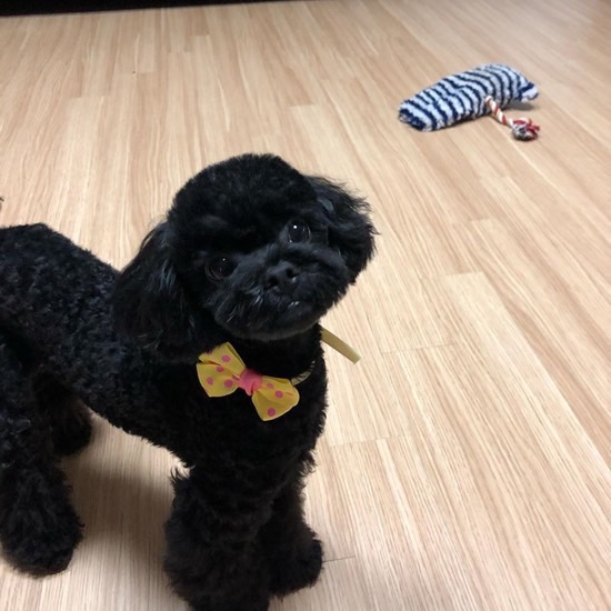 TWICE(トゥワイス)の愛犬・ペットの名前や犬種の一覧!