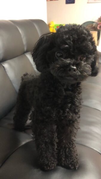 TWICE(トゥワイス)の愛犬・ペットの名前や犬種の一覧!