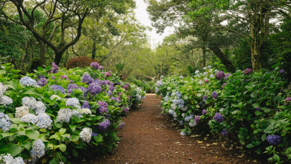 BTSジミンがインスタで投稿したスヌーピーはどこにある？！済州島のスヌーピーガーデンをご紹介！ac