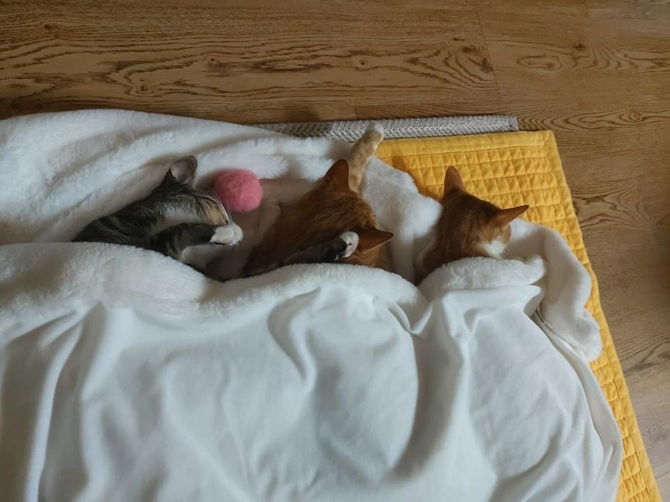 straykids(スキズ)リノの猫愛がすごい！保護猫のペットや名前を紹介！