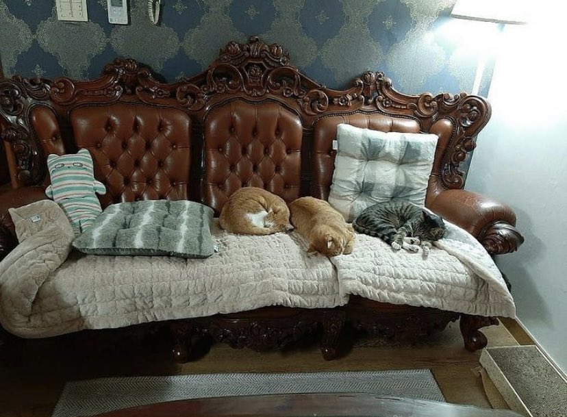 straykids(スキズ)リノの猫愛がすごい！保護猫のペットや名前を紹介！