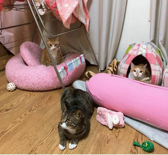 straykids(スキズ)リノの猫愛がすごい！保護猫のペットや名前を紹介！