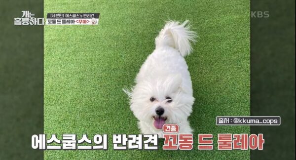 SEVENTEEN(セブチ)ミンギュの愛犬の名前・犬種・インスタ紹介！