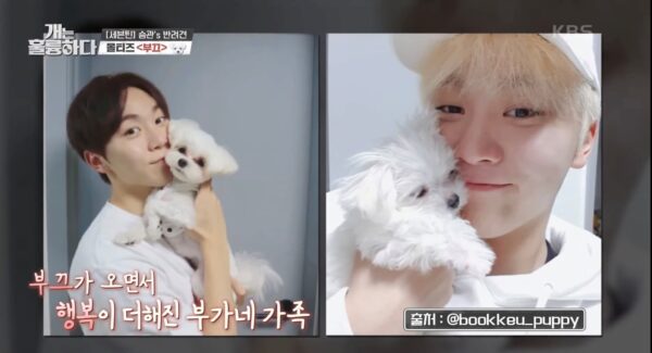 SEVENTEEN(セブチ)ミンギュの愛犬の名前・犬種・インスタ紹介！