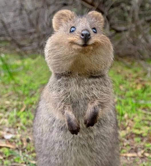 StrayKids(スキズ)ハンの魅力とは?オールラウンダーで天才の人気者!