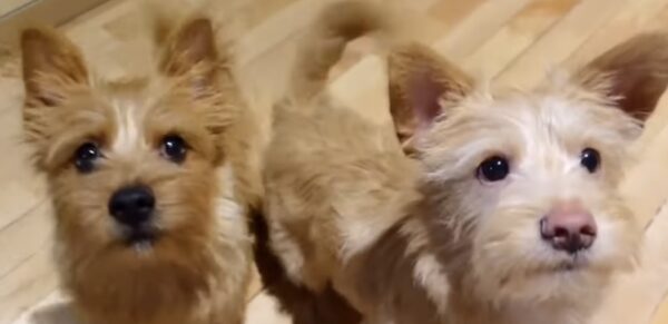 TWICE(トゥワイス)モモのペットは犬！名前はブーとドビーで種類は何？